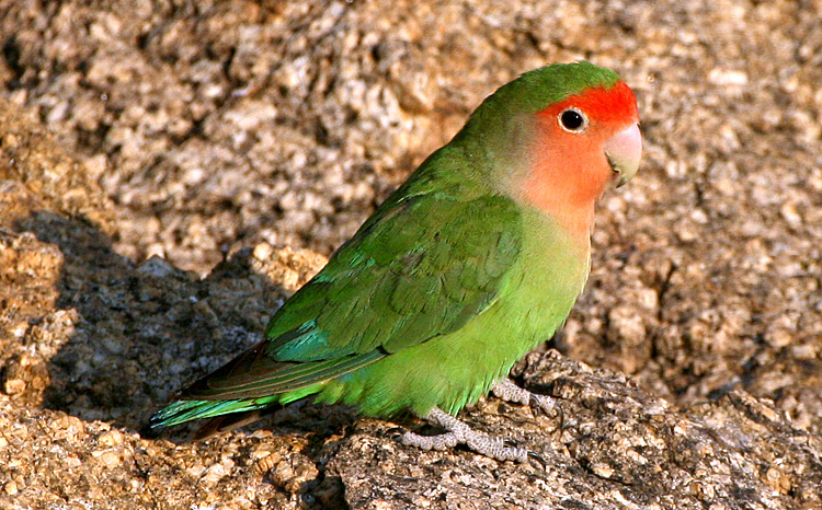 Rosy-faced Lovebird