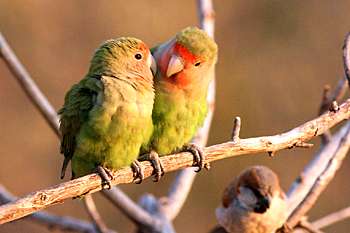 Rosy-faced Lovebirds
