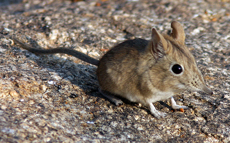 Western Rock Sengi