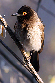 Red-eyed Bulbul