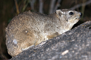 Rock Hyrax