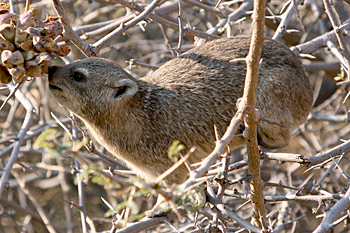 Rock Hyrax