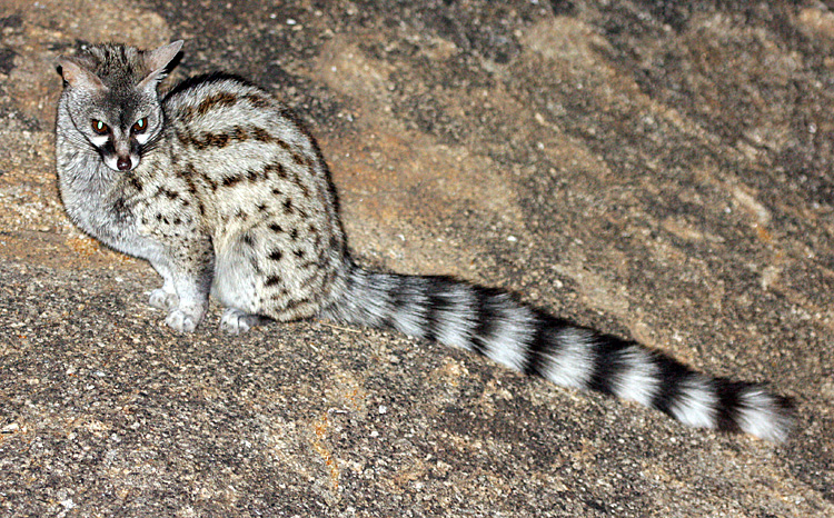 Spotted Genet