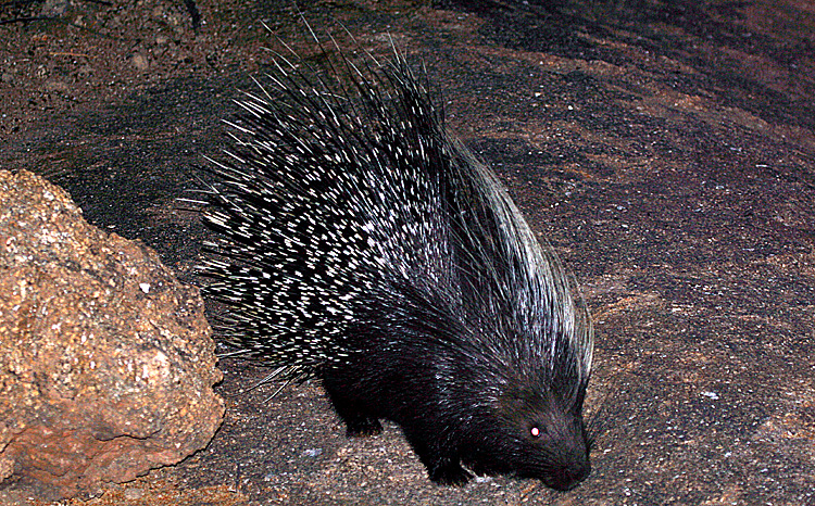 Cape Porcupine