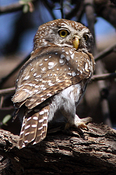 Pearl-spotted Owlet