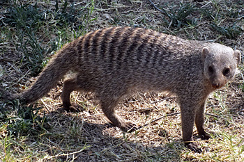 Banded Mongoose