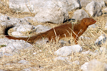 Slender Mongoose