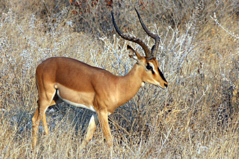 Black-faced Impala