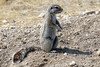 Kalahari Ground Squirrel