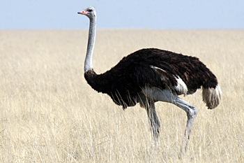 Ostrich