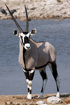 Gemsbok