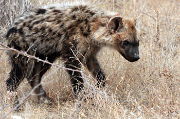 Spotted Hyena