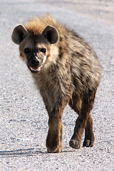 Spotted Hyena