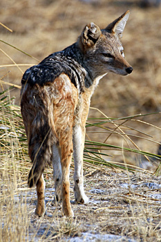 Black-backed Jackal