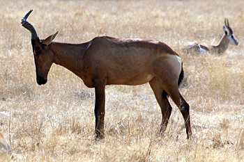 Red Hartebeest
