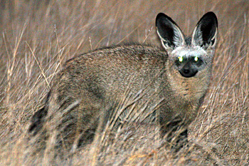 Bat-eared Fox