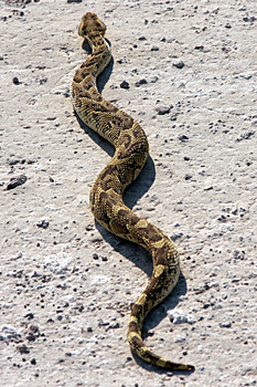 Puff Adder
