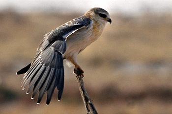 Black-shouldered Kite