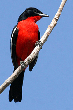 Crimson-breasted Shrike