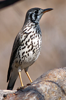 Groundscraper Thrush
