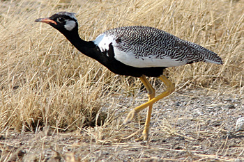 Northern Black Korhaan