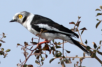 White-crested Helmet-shrike
