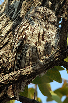 African Scops Owl