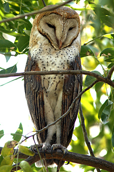 Barn Owl