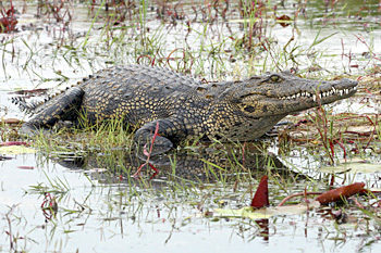 Nile Crocodile