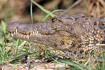 Nile Crocodile