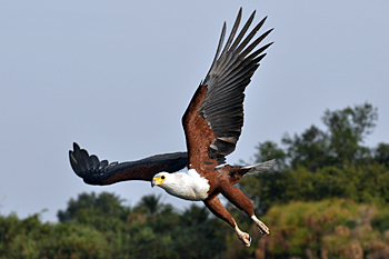 African Fish Eagle