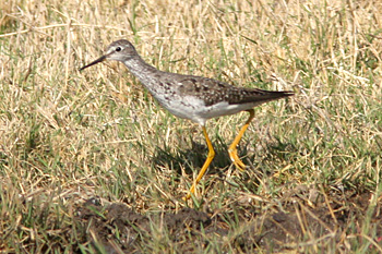 Lesser Yellowlegs