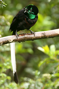Ribbon-tailed Astrapia