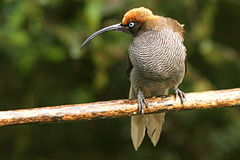 Female Brown Sicklebill