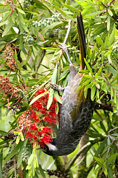 Belford's Honeyeater