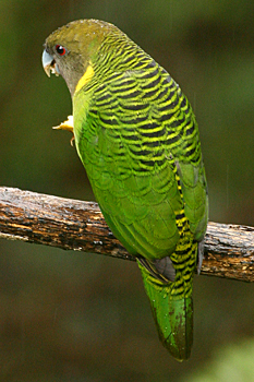 Brehm's Tiger-parrot