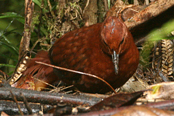 Chestnut Forest-crake