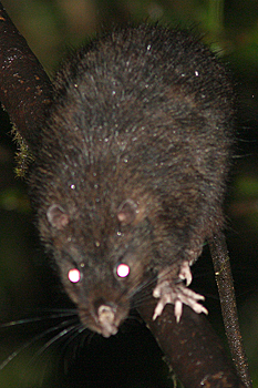 Giant Black Rat