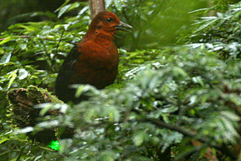 Forbes's Forest-crake