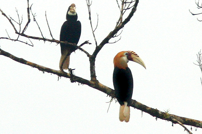 Blyth's Hornbill