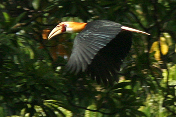 Hornbill in flight