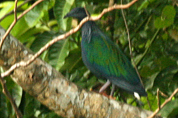 Nicobar Pigeon