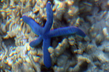 Starfish