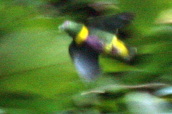 Yellow-bibbed Fruit-dove
