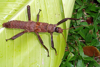 Giant Stick Insect