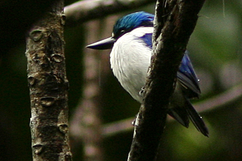 White-mantled Kingfisher