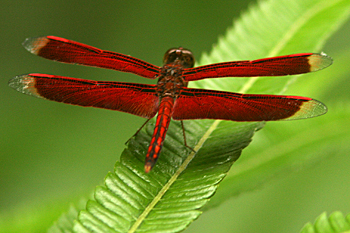 Red dragonfly