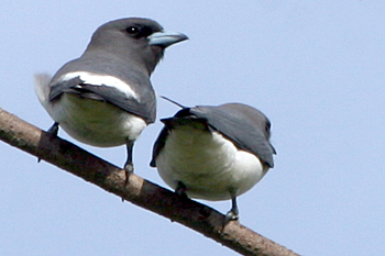 White-breasted Wood-swallow