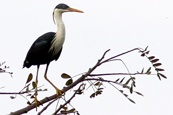 Pied Heron
