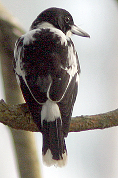 Black-backed Butcherbird